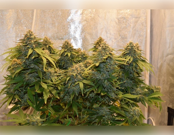 Pulsar Feminized