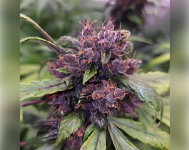Purple Kush