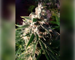 Purple Lemonade Auto
