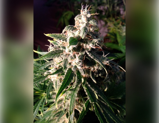 Purple Lemonade Auto