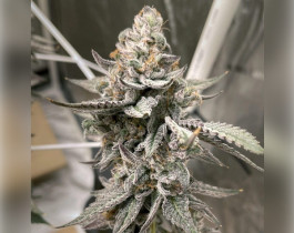 Red Poison Auto