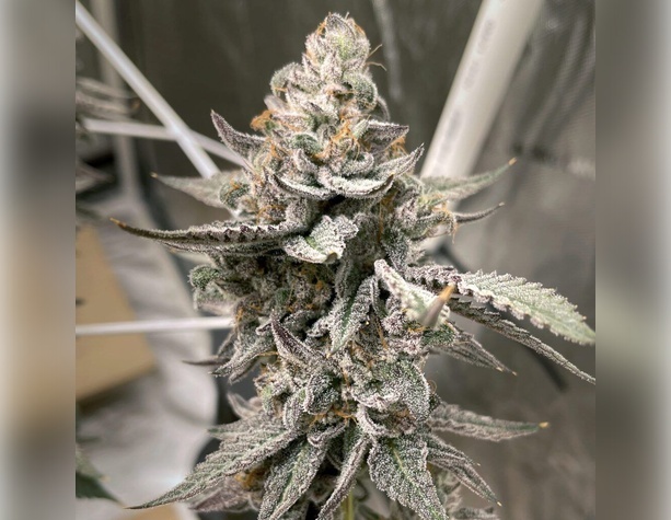 Red Poison Auto
