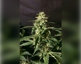 Royal Gorilla