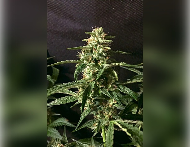 Royal Gorilla