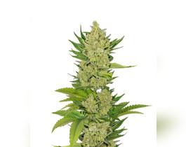 Skunk #1