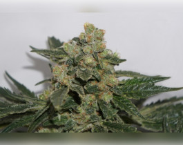 Sour Diesel #2