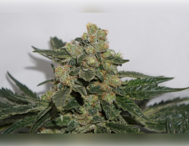 Sour Diesel #2