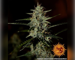 Sour Diesel
