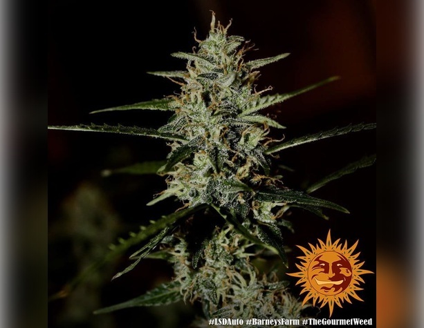 Sour Diesel