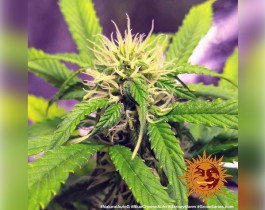 Sour Strawberry