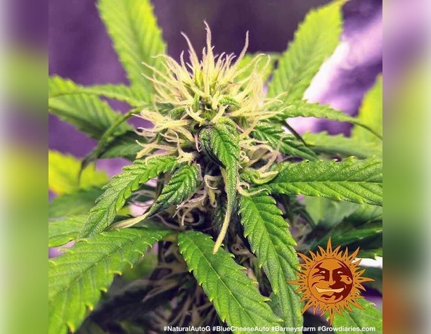 Sour Strawberry