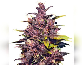 Sugar Black Rose