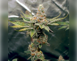 Super Lemon Haze