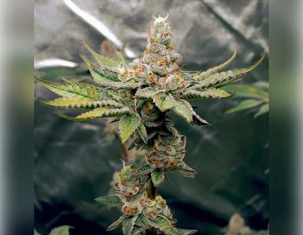 Super Lemon Haze
