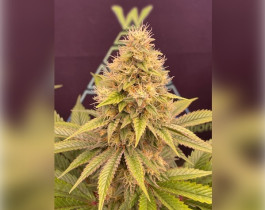 Super Skunk от Nirvana Seeds