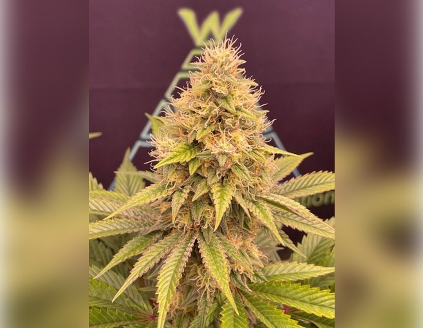 Super Skunk от Nirvana Seeds