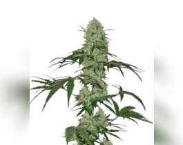Super Skunk от Sensi Seeds