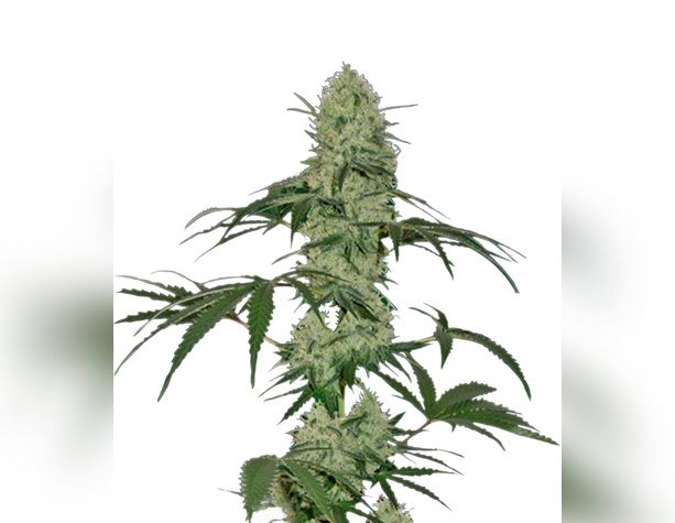 Super Skunk от Sensi Seeds