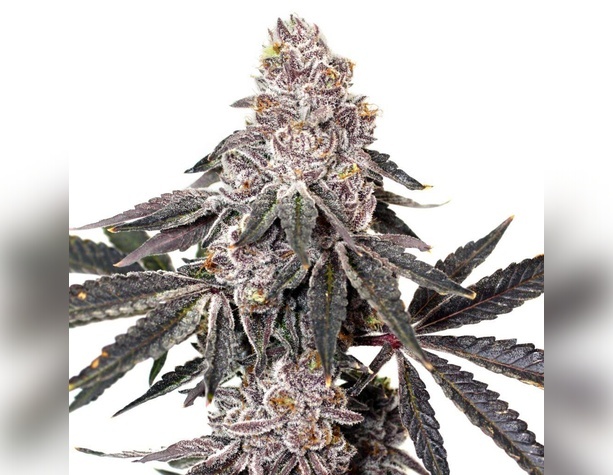 Sweet Cheese