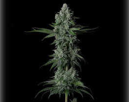 Sweet Skunk Auto от Sweet Seeds