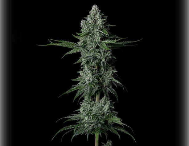 Sweet Skunk Auto от Sweet Seeds