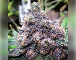 Syrup auto