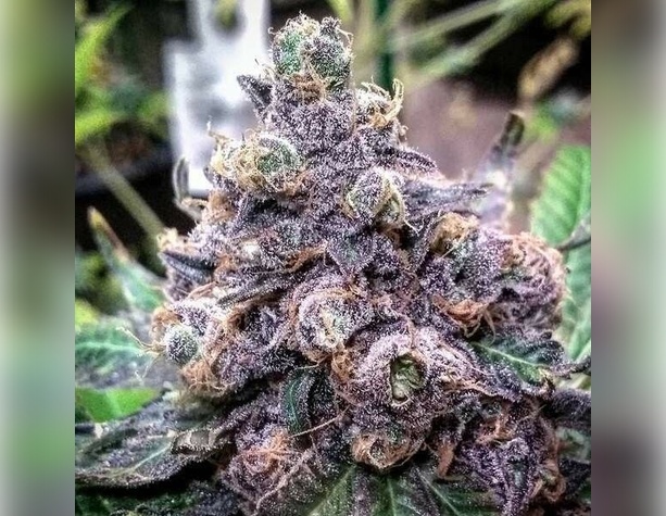 Syrup auto