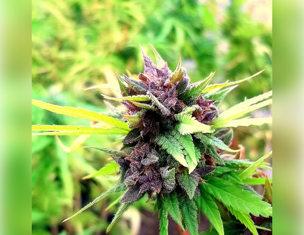 Tangerine Dream