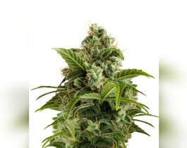 White Berry