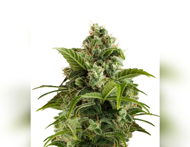 White Berry