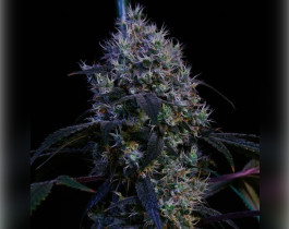 White Rhino