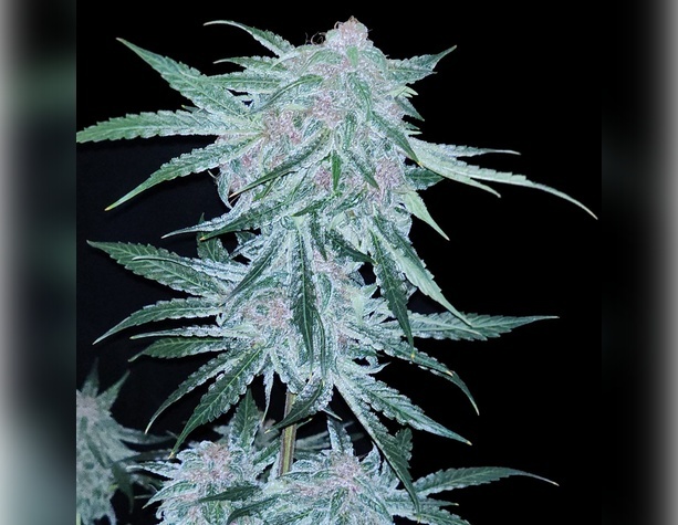 White Widow от Bulk Seed Bank