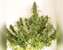 White Widow от Dinafem Seeds