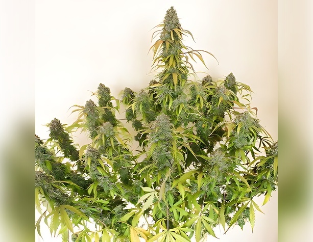 White Widow от Dinafem Seeds