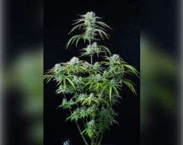 White Widow от Royal Queen Seeds