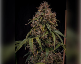 White Widow от Victory Seeds