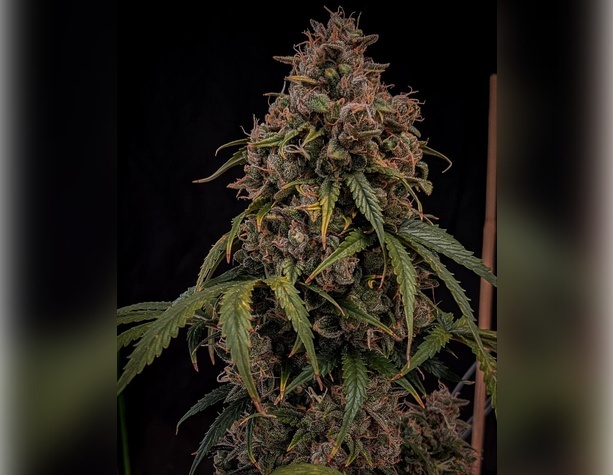 White Widow от Victory Seeds