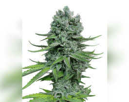White Widow от Vision Seeds