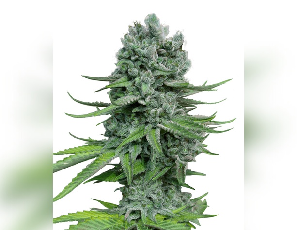 White Widow от Vision Seeds
