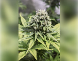 White Widow от Dutch Passion