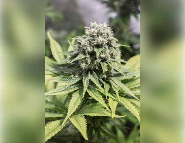 White Widow от Dutch Passion