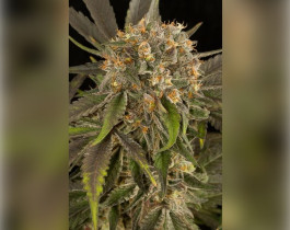 Zkittlez Auto от 420FastBuds