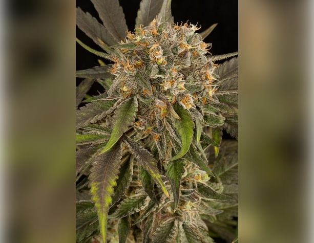 Zkittlez Auto от 420FastBuds