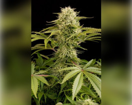 Zkittlez Auto от Fast Buds Seeds