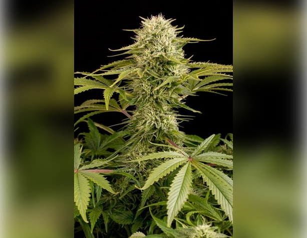 Zkittlez Auto от Fast Buds Seeds
